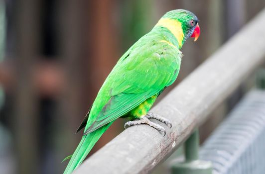 A Rainbow Lorikeet, a species of parrot from Australia. Trichoglossus moluccanus