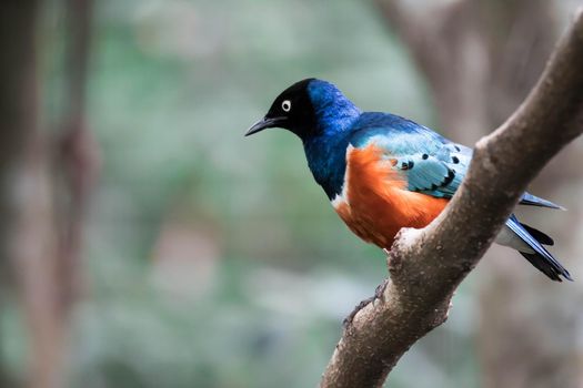 A Superb Starling Bird Lamprotornis Superbus Sitting on Branch