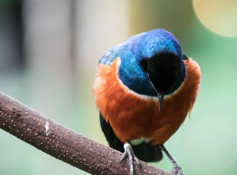 A Superb Starling Bird Lamprotornis Superbus Sitting on Branch