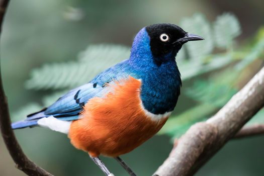 A Superb Starling Bird Lamprotornis Superbus Sitting on Branch