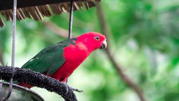 An Australian King-parrot (Alisterus scapularis)