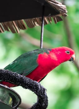 An Australian King-parrot (Alisterus scapularis)