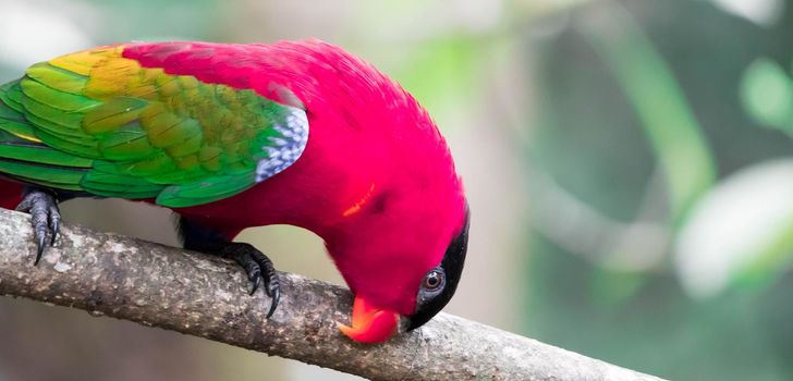 A Lory or Black-capped Lory head(Lorius lory)