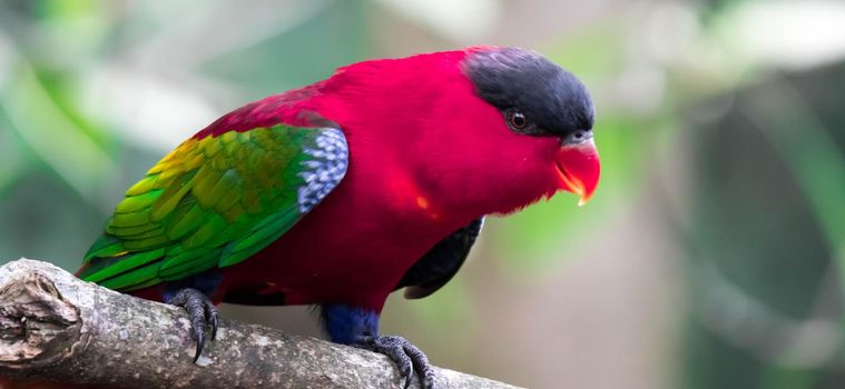 A Lory or Black-capped Lory head(Lorius lory)