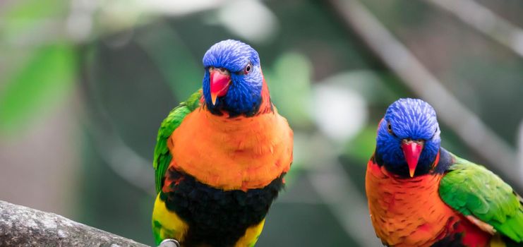 A Rainbow Lorikeet have very bright plumage. Head is deep blue with a greenish-yellow nuchal collar, the wings, back and tail are deep green, and the chest is red.