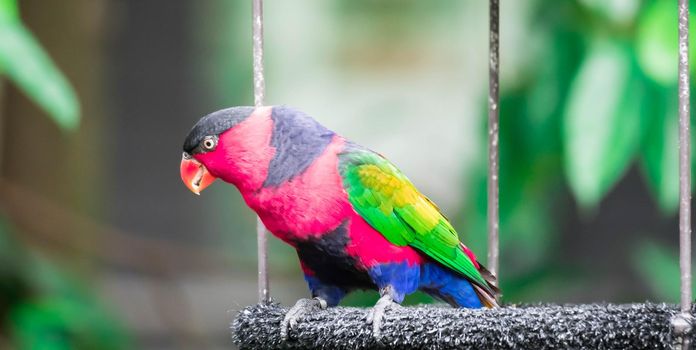 A Lory or Black-capped Lory head(Lorius lory)