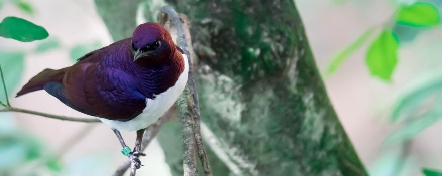 A Violet-backed Starling Cinnyricinclus leucogaster, also known as Amethyst or Plum-coloured Starling