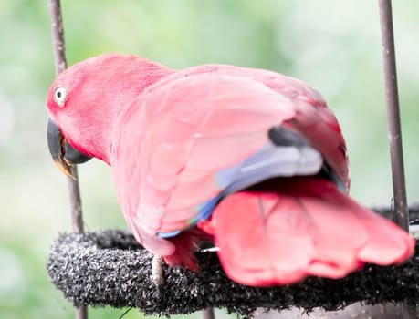 A Australian King-parrot (Alisterus scapularis)