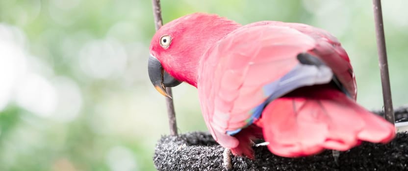 A Australian King-parrot (Alisterus scapularis)