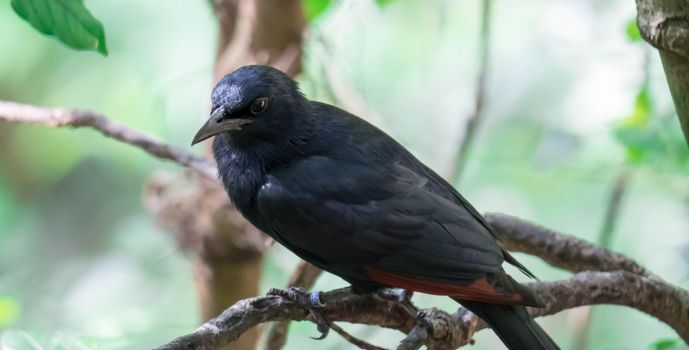 A Tristram's Starling / grackle (Onychognathus tristramii). A species of starling native to the Middle East,nesting mainly on rocky cliff faces.