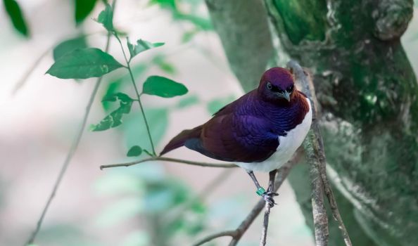 A Violet-backed Starling Cinnyricinclus leucogaster, also known as Amethyst or Plum-coloured Starling