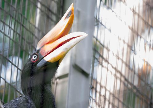 A Rhinoceros Hornbill (Buceros rhinoceros) inside a cage in a Zoo