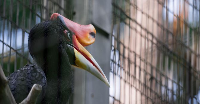 A Rhinoceros Hornbill (Buceros rhinoceros) inside a cage in a Zoo