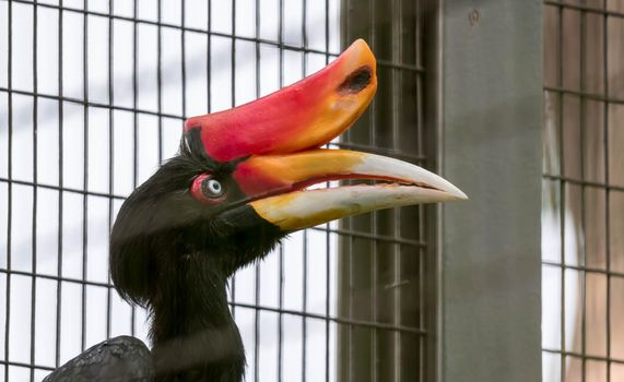 A Rhinoceros Hornbill (Buceros rhinoceros) inside a cage in a Zoo