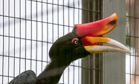 A Rhinoceros Hornbill (Buceros rhinoceros) inside a cage in a Zoo