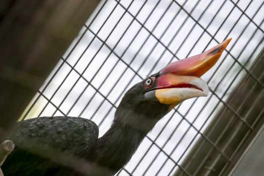 A Rhinoceros Hornbill (Buceros rhinoceros) inside a cage in a Zoo