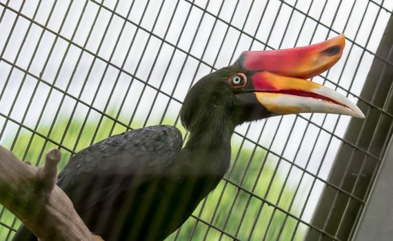 A Rhinoceros Hornbill (Buceros rhinoceros) inside a cage in a Zoo