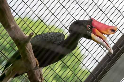 A Rhinoceros Hornbill (Buceros rhinoceros) inside a cage in a Zoo