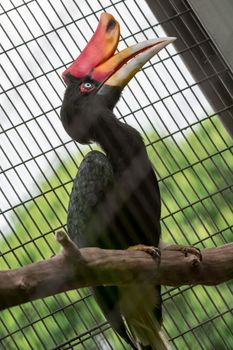 A Rhinoceros Hornbill (Buceros rhinoceros) inside a cage in a Zoo