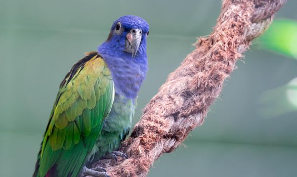 A Blue-headed Parrot (Pionus menstruus)