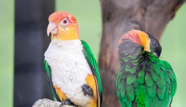 Couple of Caique, White Bellied, Pionites leucogaster, seven-color Parrot