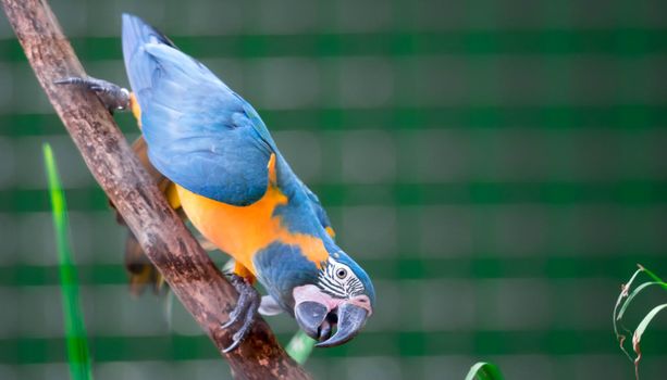 A beautiful blue-and-yellow macaw (Ara ararauna), also known as the blue-and-gold macaw while clinging on a branch