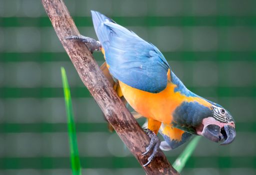 A beautiful blue-and-yellow macaw (Ara ararauna), also known as the blue-and-gold macaw while clinging on a branch