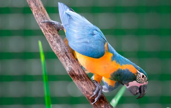 A beautiful blue-and-yellow macaw (Ara ararauna), also known as the blue-and-gold macaw while clinging on a branch