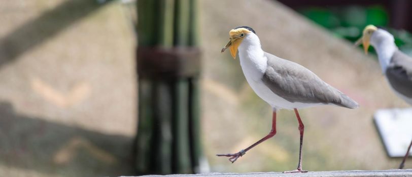 Masked lapwing (Vanellus miles), commonly referred to as a plover and well known for its swooping defence of its nest.