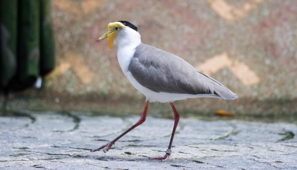 Masked lapwing (Vanellus miles), commonly referred to as a plover and well known for its swooping defence of its nest.