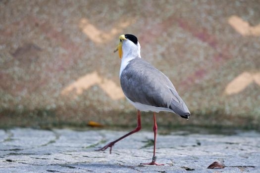 Masked lapwing (Vanellus miles), commonly referred to as a plover and well known for its swooping defence of its nest.