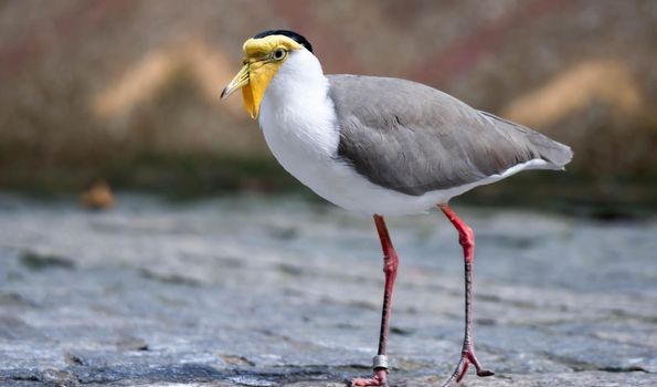 A Masked lapwing (Vanellus miles), commonly known in Asia as derpy bird or durian faced bird