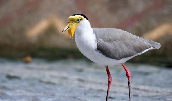 A Masked lapwing (Vanellus miles), commonly known in Asia as derpy bird or durian faced bird