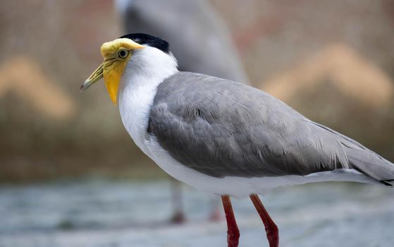 A Masked lapwing (Vanellus miles), commonly known in Asia as derpy bird or durian faced bird