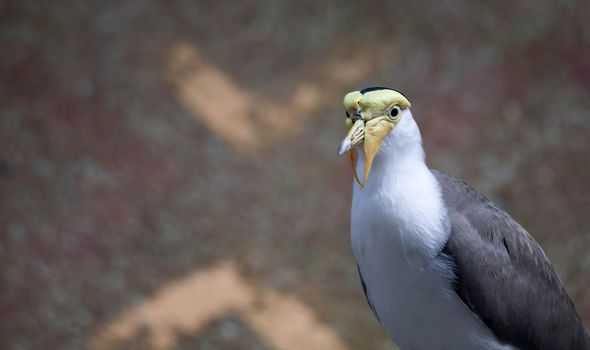 A Masked lapwing (Vanellus miles), commonly known in Asia as derpy bird or durian faced bird
