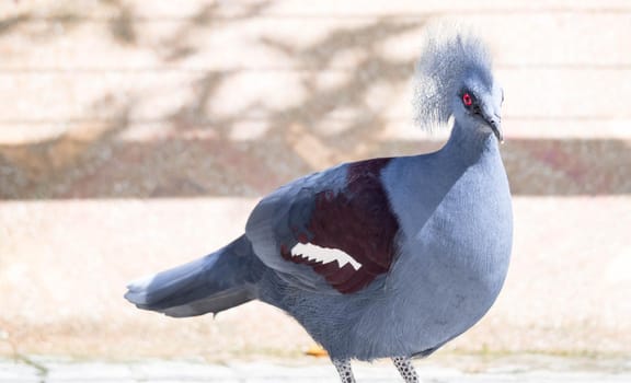 A Victoria Crowned bird (Goura victoria)