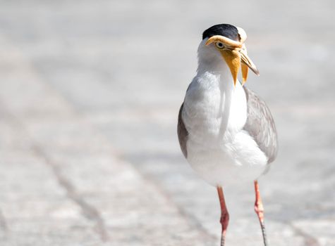 A Close up shot of Masked lapwing (Vanellus miles), commonly known in Asia as derpy bird or durian faced bird