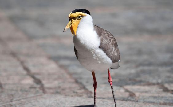 A Close up shot of Masked lapwing (Vanellus miles), commonly known in Asia as derpy bird or durian faced bird