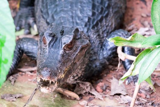 African dwarf crocodile, broad-snouted bony crocodile, Osteolaemus tetraspis, detail portrait in nature habitat. Lizard with big eyes. Wildlife scene from tropical forest in Africa, in the river