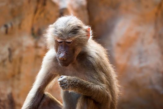 Hamadryas baboon sitting and observing in a zoo in Singapore