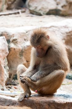Hamadryas baboon sitting looking at its foot in a zoo in Singapore