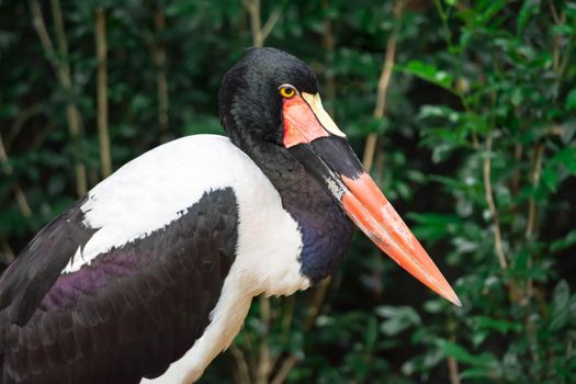 Closeup shot of a Saddle billed stork Ephippiorhynchus senegalensis on a zoo in Singapore. Colorful wildlife photo with green background