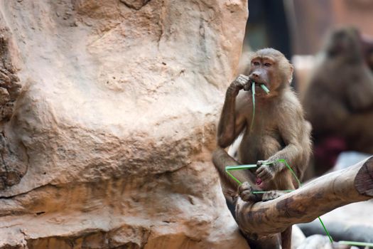 Hamadryas baboon sitting while holding a  leaves and eating in a zoo in singapore