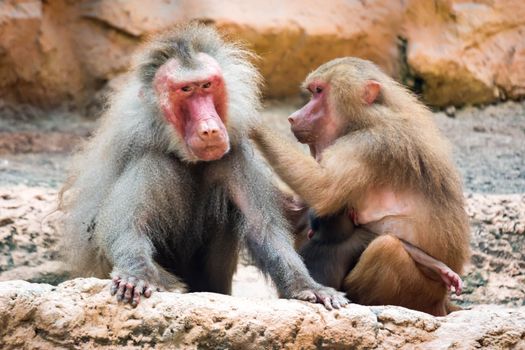 a family of hamadryas baboon whole sitting and socializing in a zoo in singapore