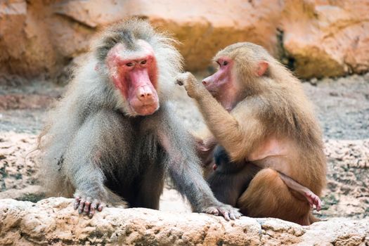 a family of hamadryas baboon whole sitting and socializing in a zoo in singapore