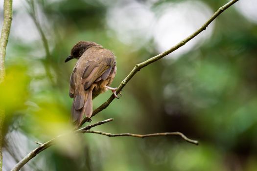 A closeup shot of a brown bird isolated while resting on a tree branch with blurry green background. Colorful wildlife photo