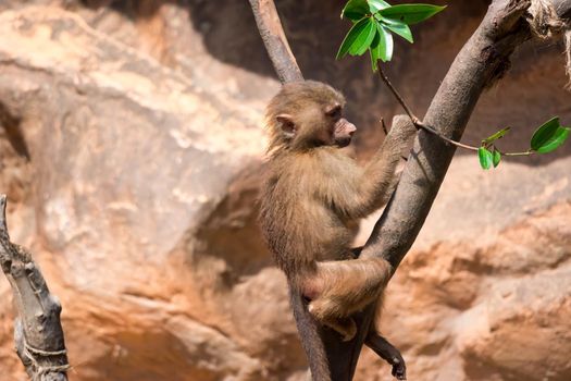 a young hamadryas baboon while climbing a tree and looking for food in a zoo in singapore