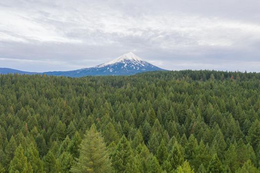 Beautiful forest under cloudy sky and with snowy mountain as background. Aerial view of peaceful pine trees under cloudy skyline. Wooded and rocky landscapes