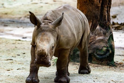 A closeup shot of a baby white rhinoceros or square-lipped rhino Ceratotherium simum while playing in a park in singapore. Nature photo with wildlife