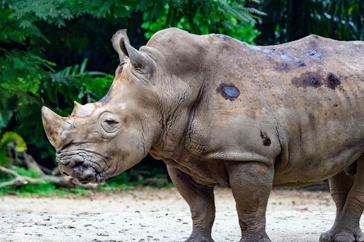 A closeup shot of a  white rhinoceros or square-lipped rhino Ceratotherium simum head while playing in a park in singapore. Nature photo colorful wildlife image